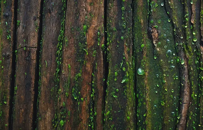 Earthy Tree Skin Texture Photo